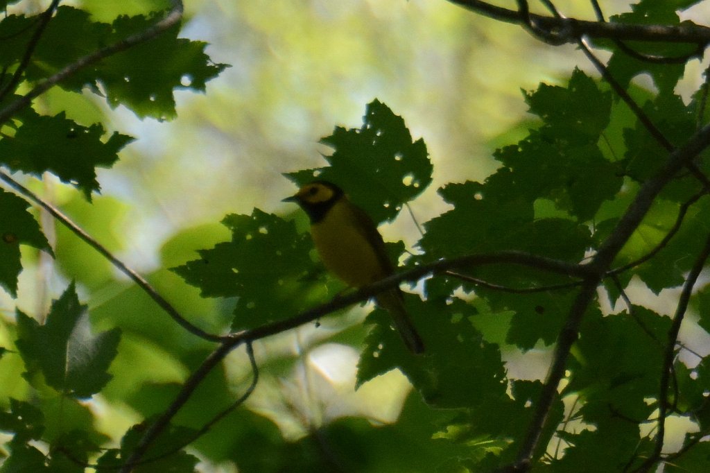 Warbler, Hooded, 2014-05132290 Great Dismal Swamp NWR, VA.JPG - Hooded Warbler. Great Dismal Swamp National Wildlife Refuge,VA, 5-13-2014